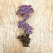 紫乐老桩盆栽室内花卉，多肉植物云南品相紫色肉肉花好养小绿植盆景
