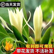 白兰花盆栽玉兰花树苗花卉植物黄角兰黄果室内四季开花鲜花带花苞