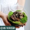 瓶中植物生态瓶青苔苔藓微景观，绿植物盆栽鲜活创意diy小盆景