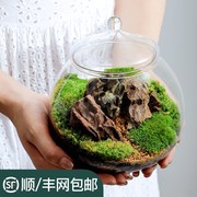 瓶中植物生态瓶青苔苔藓，微景观绿植物盆栽，鲜活创意diy小盆景