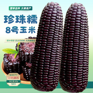 黑甜糯168黑玉米种孑超甜水果玉米种子，香脆甜糯糯米紫玉米种籽