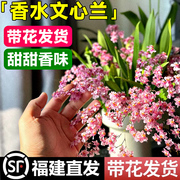 悦庭兰舍兰花香水文心兰梦T香带花苞盆栽花卉植物好养苗室内客厅