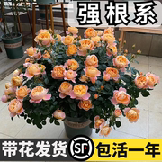 果汁阳台月季花苗四季开花卉盆栽鲜花绿植室内玫瑰花易活阳台蔷薇