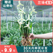 兰花盆栽植物名贵品种小叶，龙岩素建兰花苞，兰草四季大众国兰兰花苗