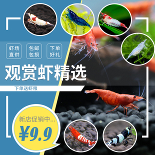 观赏虾淡水活体宠物草缸黑米，水晶虾樱花，极火米虾大和除藻工具虾
