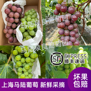 上海马陆葡萄巨峰醉金香10斤装礼盒现摘新鲜水果上海