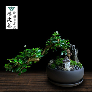 茶桌绿植办公室盆栽花卉，茶室桌上植物室内茶树小型摆件，福建茶盆景