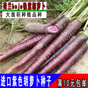 进口紫胡萝卜种子紫八寸人参紫黑水果胡萝卜四季种菜蔬菜种籽春播