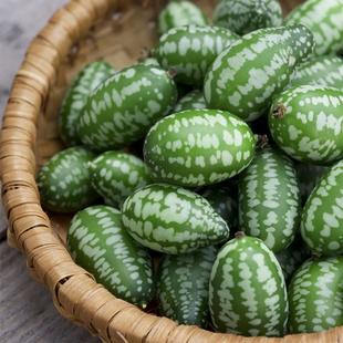 拇指西瓜种籽 盆栽拇指西瓜种子 迷你西瓜种子小西瓜种籽佩普基诺
