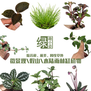 鲜活迷你小植物创意diy雨林缸，上水石山盆栽水培，苔藓微景观生态瓶