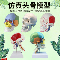 比11头颅骷髅头骨模型医学，x解剖头模标本，人体解剖头颅艺用美术