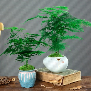 买一送一文竹盆栽植物室内办公室，绿植花卉盆栽盆景四季常青