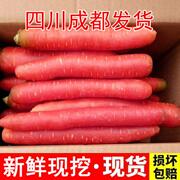 四川红萝卜新鲜 沙地水果胡萝卜农家蔬菜红心脆甜泡菜 甜萝卜