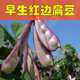扁豆种子 紫边 红边峨眉豆