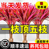 富贵竹水培植物鸿运紫竹粗杆带根水养客厅招财竹子室内绿植发财竹