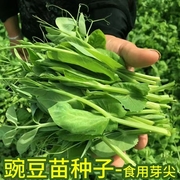 秋冬季豌豆苗种子豌豆尖芽苗菜蔬菜种籽四季种植孑碗豆种碗豆吃苗