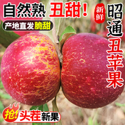 云南昭通市丑苹果10斤新鲜水果当季现摘冰糖心萍果红富士整箱