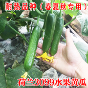 水果黄瓜种子春夏秋冬播蔬菜籽雌性高产耐热季盆栽旱种苗种子