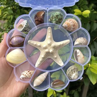 天然海螺贝壳套餐海星，标本礼盒装儿童海洋生物，科普材料幼儿园礼物