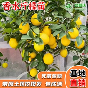 台湾四季香水柠檬树苗广东无籽嫁接尤力克无核泰国青柠檬果苗果树
