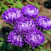 彩虹翠菊花种籽子庭院秋季花种子小雏菊花籽室外阳台四季播种开花