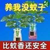 春羽水培植物水养花卉盆栽客厅卧室内绿植小天使驱蚊四季常青好养