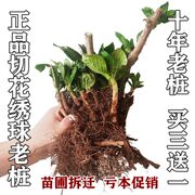 无尽夏绣球(夏绣球)花苗，10年老桩盆栽大花，绣球老根八仙花阳台庭院植物耐寒