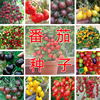 小番茄种子圣女果樱桃西红柿盆栽菜园庭院春季水果蔬果蔬菜种籽孑