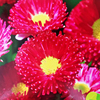 红雏菊种子多年生草本植物种籽家庭阳台盆栽，种籽四季易种易活花卉