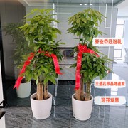 发财树客厅办公室室内大型植物花卉，盆栽吸甲醛，大树桩开业绿植成都