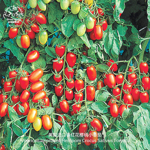 番红花樱桃小番茄种子美国进口传家宝新鲜高产春秋家庭阳台盆栽