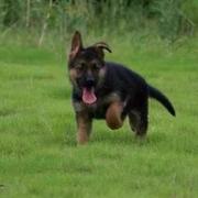 德国混血牧羊犬黑背弓背德牧幼犬狼狗黑狼东德警犬军犬宠物狗活体