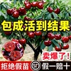 矮化车厘子树苗车厘子苗南方种植地栽庭院，果树果苗樱桃树大樱桃苗