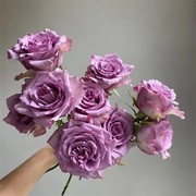 梦金鹏紫霞仙子玫瑰花鲜切花速递家庭室内插花鲜花1扎