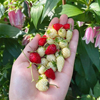 网红高山草莓盆栽苗秧菠萝粉碎白泡儿四季食用室内阳台种植带花果