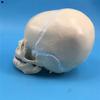 仿真小头颅婴儿头颅模型头骨模型颅骨模型幼儿头骨教用医学y
