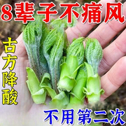 痛风降尿酸茶溶解痛风石去结晶，专用菊苣栀子，排酸专用手脚关节变形