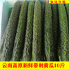 云南高原新鲜黄瓜农家，自种现摘带刺绿瓤清脆可口生吃蔬菜10斤