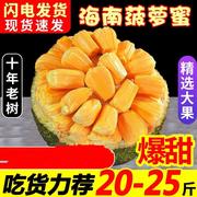海南三亚菠萝蜜新鲜水果，波罗蜜当季整箱特产，20-40斤一整个红