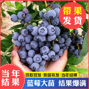 蓝莓树果苗带花苞，带果薄雾怡颗莓，南北方盆栽庭院种植当年结果