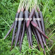 紫胡萝卜种子紫黑水果萝卜种籽秋季阳台盆栽大田蔬菜种孑苗地栽种