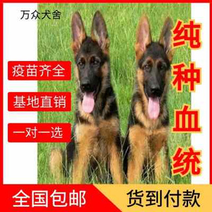 德牧幼犬纯种 看家护院 黑背犬幼犬 德国牧羊犬 赛级弓背德牧幼犬