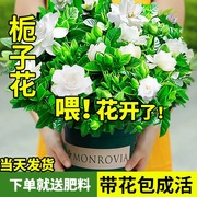 栀子花盆栽室内植物桌面办公室绿植四季好养净化空气花卉盆栽易活