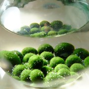 marimo马培j莫宠物海藻球微景观，生态瓶办公室水物植里绿球藻营养