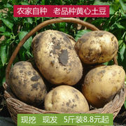 新鲜农家自种新鲜黄(新鲜黄)心，土豆5斤马铃薯十斤大土豆小土豆现挖