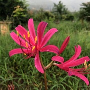 球迷花园 彼岸花种球 石蒜花盆栽彼岸花种子多年生庭院阳台盆栽花