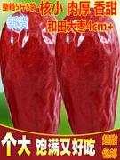 红枣新疆和田大枣特级5斤干货，特产骏枣新鲜肉(新鲜肉)枣特大孕妇零食枣子