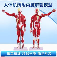 人体全身肌肉附内脏器官解剖模型医学人体肌肉模型80C.M肌肉人模
