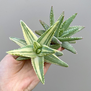 植物员外 龙山芦荟锦 龙山一物一拍 淡蓝绿色原生芦荟多肉组合盆