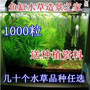 爬地藻类水草种子加长工具养金鱼缸花草鱼缸里种的水草水族馆